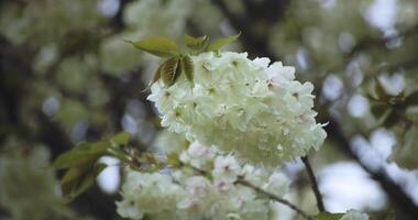 A slow motion of Ukon Cherry flower swaying in the wind cloudy day closeup video