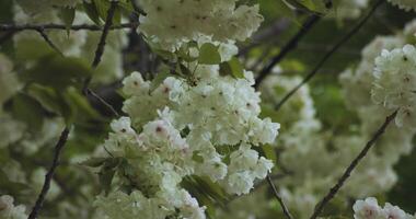 en långsam rörelse av ukon körsbär blomma svängande i de vind molnig dag tele skott video