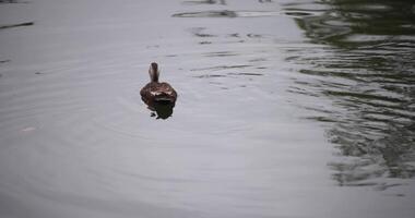 uma lento movimento do fluindo Pato às a lagoa chuvoso dia video