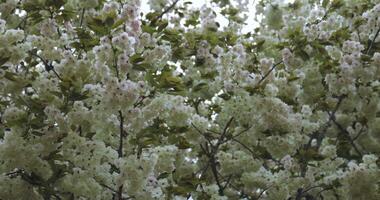 ein schleppend Bewegung von ukon Kirsche Blume schwankend im das Wind wolkig Tag Handheld video