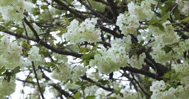 A slow motion of Ukon Cherry flower swaying in the wind cloudy day telephoto shot video