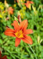 Orange lilium flower, orange day lily. photo