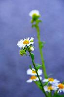 chamomile, flowers, white flowers. Kamille, Blumentapete, photo