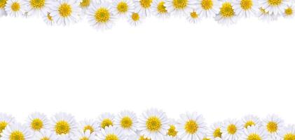 Many beautiful daisies For making background images photo