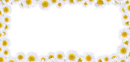 Many beautiful daisies For making background images photo