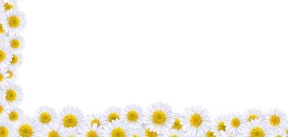 Many beautiful daisies For making background images photo