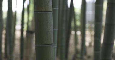 een groen bamboe Woud in voorjaar zonnig dag bijhouden schot video