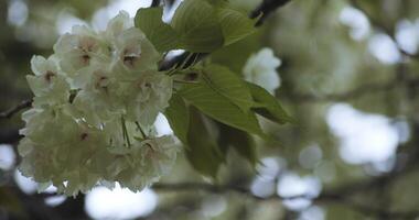 un lento movimiento de ukón Cereza flor balanceo en el viento nublado día de cerca Mano video