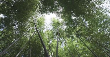 uma verde bambu floresta dentro Primavera ensolarado dia Largo e topo tiro panning video
