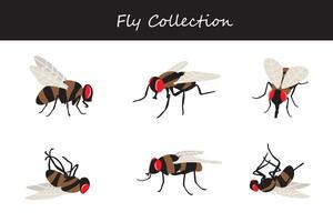 fly collection. Vector illustration. Isolated on white background.