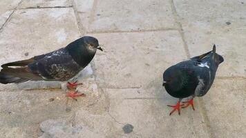 Fighting pigeons pigeon bird birds fight in Mexico. video