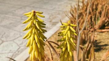 aloe Vera Agave cactus pianta impianti fiori giallo fiore Messico. video