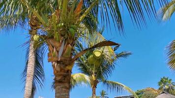 tropisch natuurlijk palm bomen kokosnoten blauw lucht in Mexico. video