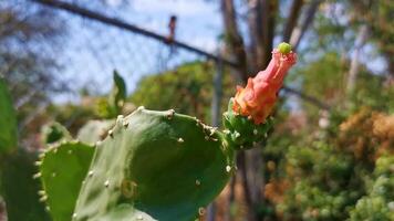 cactus tropicales cactus plantas selva natural puerto escondido mexico. video