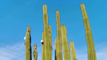 cactus tropicales cactus plantas selva natural puerto escondido mexico. video