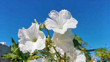 White tropical exotic flowers and flowering outdoor in Mexico. video