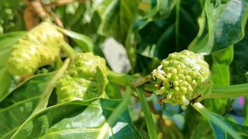 Noni fruit Morinda citrifolia with flowers with insect insects Mexico. video