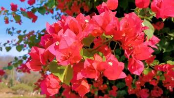 Bougainvillea pink red flowers blossoms in Puerto Escondido Mexico. video