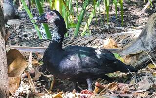 Muscovy duck in garden tropical nature in Puerto Escondido Mexico. photo