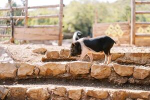 Black and white dwarf piglet walks along the stone steps in the park sniffing photo