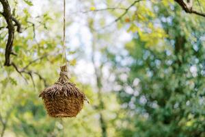 Round straw nest with a roof hanging on a rope on a tree branch in the park photo