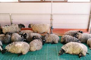 Flock of fluffy sheep sleeps on the floor in a pen with their heads on their front paws photo