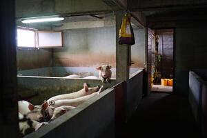 Pig leans with its paws on the fence and looks into the corral to the herd of pigs photo