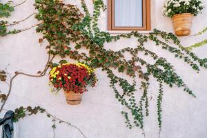 Clay pots with colorful flowers hang on the wall of the house entwined with green ivy photo