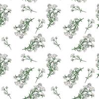 Achillea millefolium medicinal plant watercolor seamless pattern isolated on white background. Yarrow white flower painted. Useful herb milfoil hand drawn. Design for textile, package, fabric vector