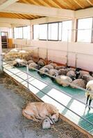 Large dog sleeps on the hay next to a pen with sleeping sheep photo