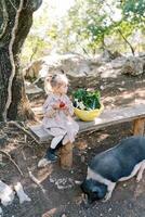 Pygmy pig sniffs the ground near a bench next to a sitting little girl with an apple photo