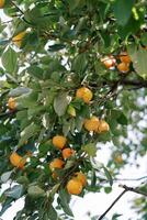 Yellow persimmons hang on the branches of a green tree in the garden photo