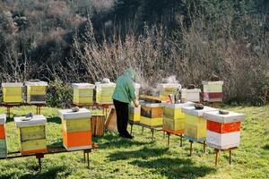 Beekeeper works with smoke in an apiary near colorful beehives on a green lawn. Back view photo