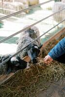 Man feeds hay to black sheep leaning out from behind a barn fence on a farm. Cropped. Faceless photo