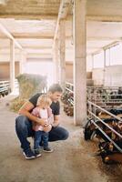 Dad squatted next to a little girl in front of a pen with goats eating grain photo