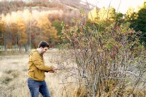 Smiling gardener picking rose hips on bush in park photo