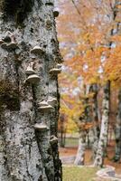 Tinder mushrooms grow on a gray tree trunk in an autumn park photo