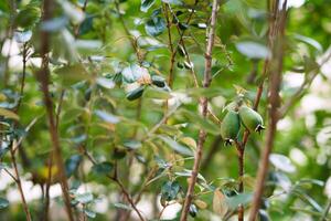 Feijoa fruits ripen on a tree in the garden photo