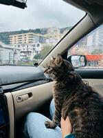 Striped cat sits on the owner lap in the car photo