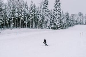 Skier in a ski suit rides leaning sideways along a snowy slope along the forest photo