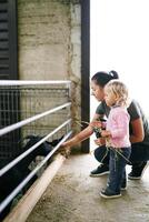 Little girl with a bunch of hay stands near her mother squatting and feeding goats in a paddock photo