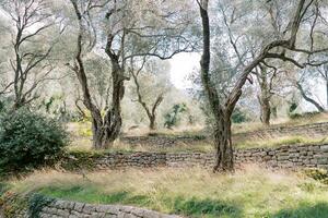 Olive grove with tiers separated by stone supports photo