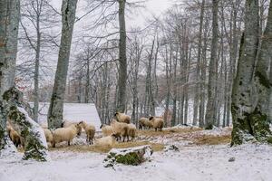 Flock of sheep eats hay in a snowy forest near a house photo