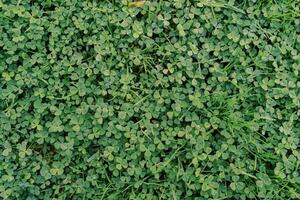 Dense green clover grows in the meadow. Top view photo