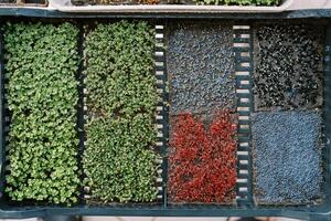 Microgreens grow in beds in a large box. Top view photo