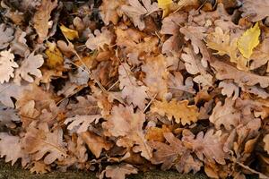 caído otoño roble hojas mentira en el suelo foto