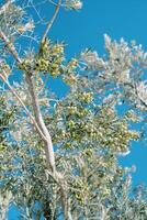 Large green olives hang from tree branches against a blue sky photo