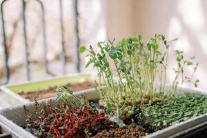 Pea microgreens growing in a white box on the balcony photo