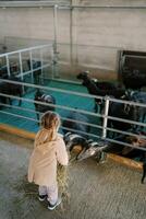 Little girl feeds hay to black goats leaning out from behind a fence in a pen on a farm. Back view photo