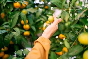 Man touches with his fingers a small yellow tangerine on a branch in the garden. Cropped. Faceless photo